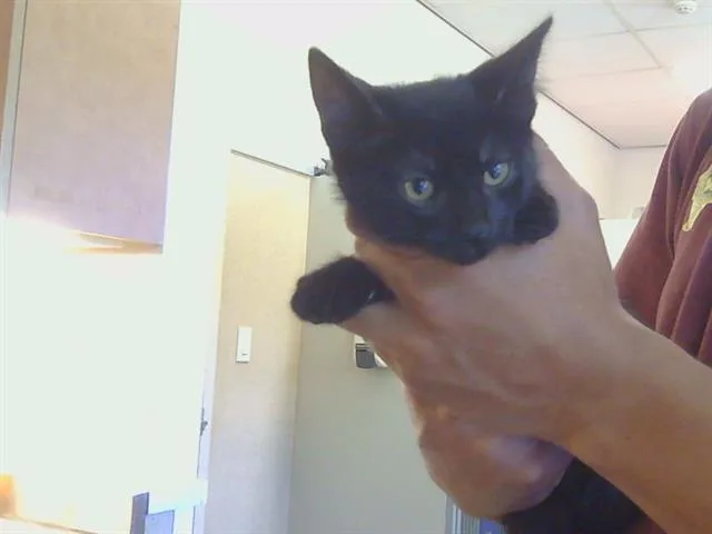 A baby small-sized male Domestic Short Hair cat named Blackie for adoption in Sacramento, CA