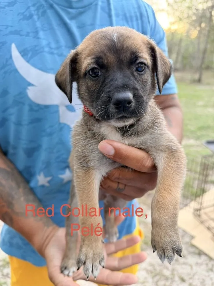 A baby small-sized male Belgian Shepherd / Malinois dog named AllStar Soccer Litter for adoption in Imlay City, MI