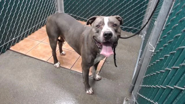 An adult medium-sized male Pit Bull Terrier dog named Azul for adoption in Downey, CA