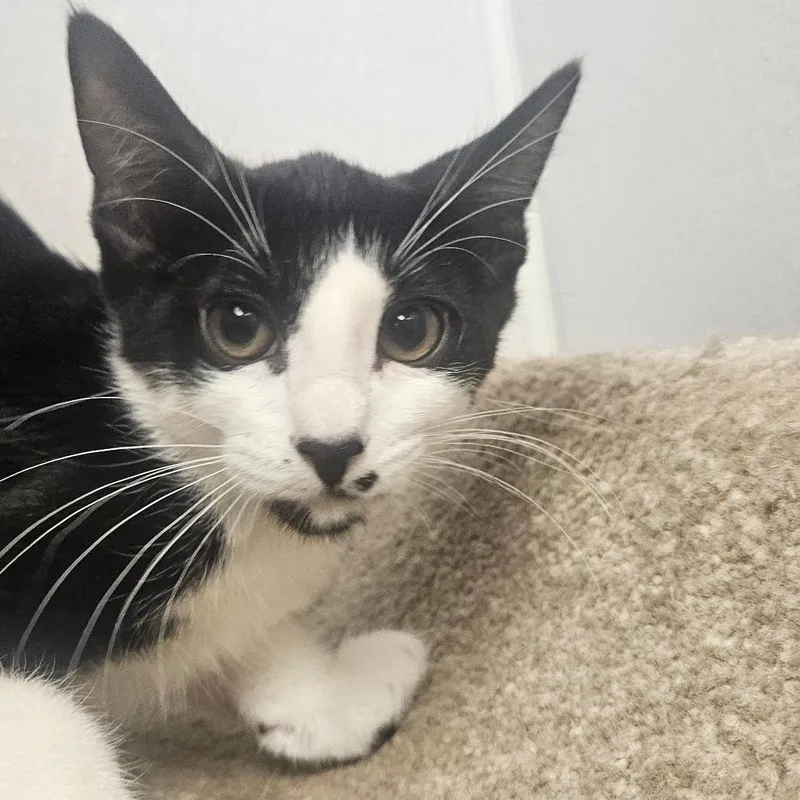A baby small-sized male Black Domestic Short Hair cat named Bruno for adoption in Grantsville, UT