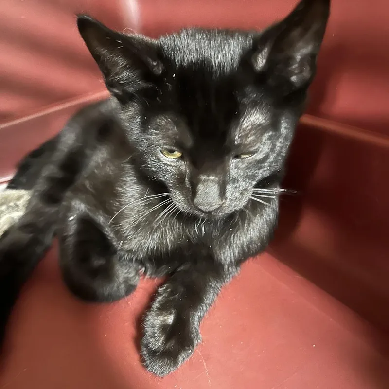 A baby small-sized male Black Domestic Short Hair cat named Steven for adoption in Oak Park, IL
