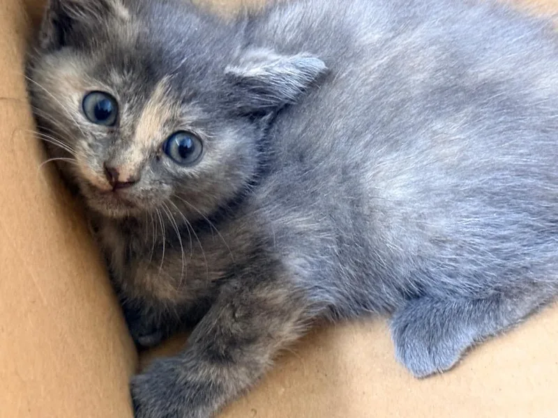 A baby small-sized female Domestic Short Hair cat named Sprite for adoption in North Vernon, IN