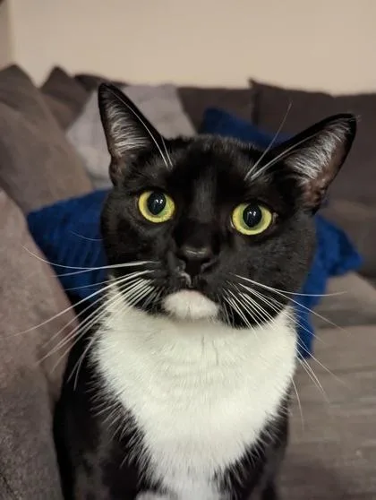 An adult small-sized female Domestic Short Hair cat named Gigi for adoption in Cumming, GA