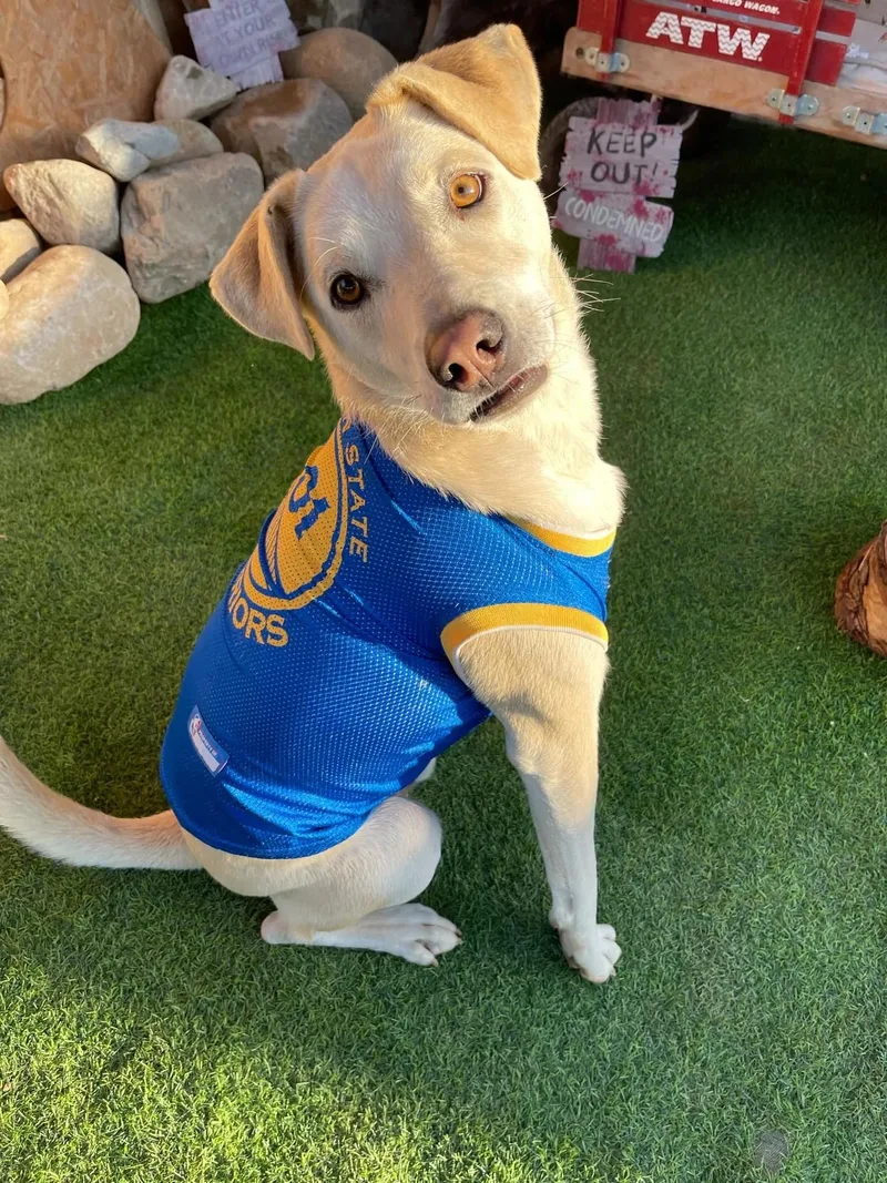 An adult large-sized male Siberian Husky dog named Buddy for adoption in Oakland, CA
