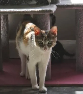 An adult small-sized female Domestic Short Hair cat named A for adoption in Charlotte, NC