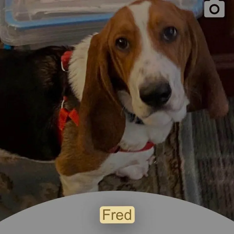 Fred thumbnail 2