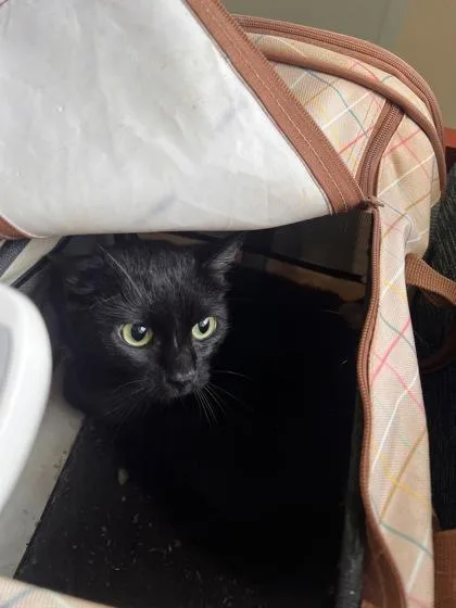 A young small-sized female Domestic Short Hair cat named Iris for adoption in Daytona Beach, FL