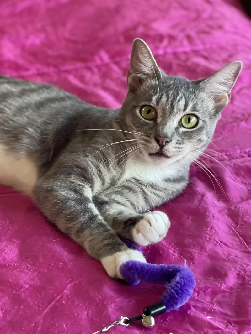 Rosebud thumbnail 2