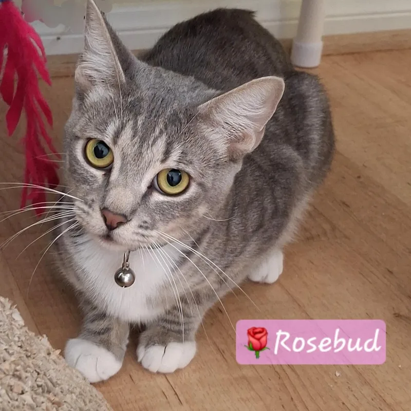 Rosebud thumbnail 5