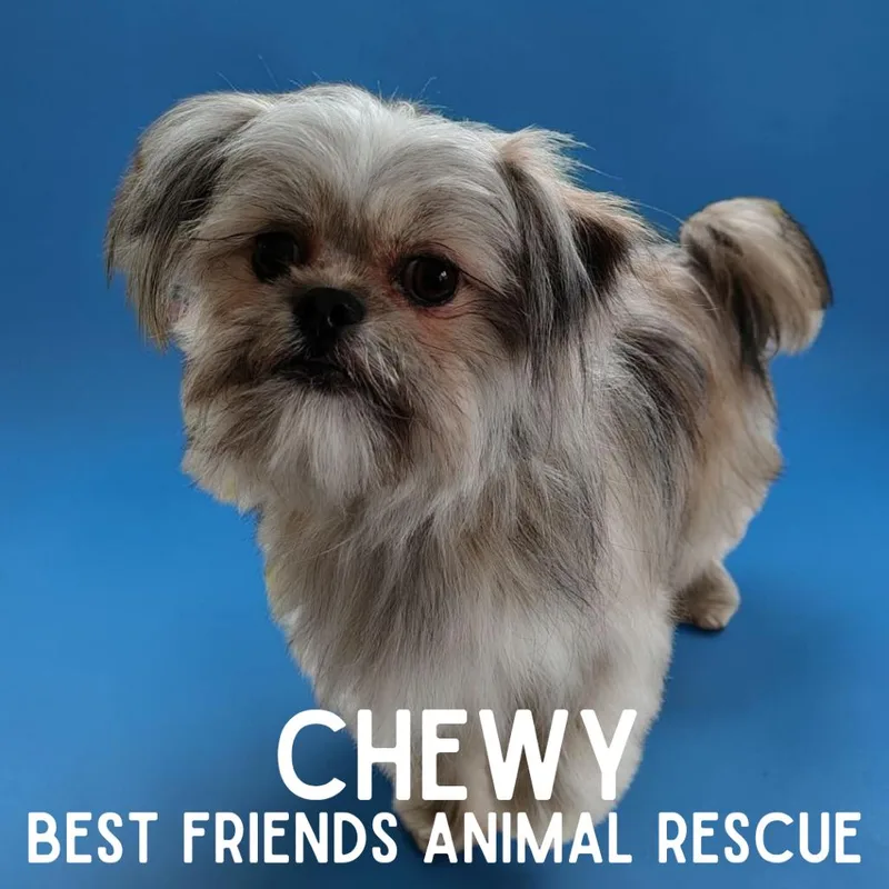An adult small-sized male Gray / Blue / Silver Shih Tzu dog named Chewy for adoption in Wasilla, AK