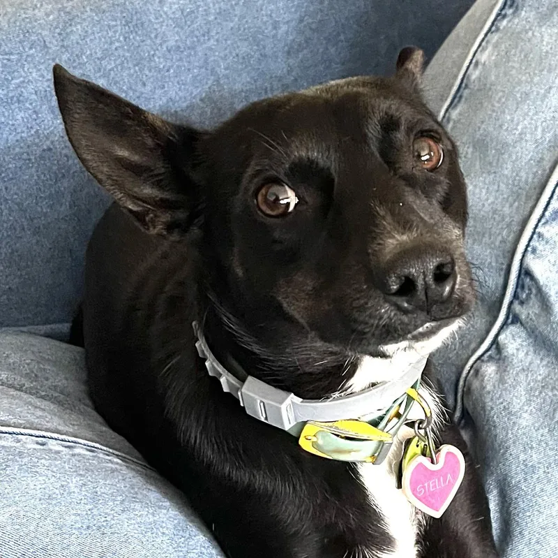 Stella thumbnail 3