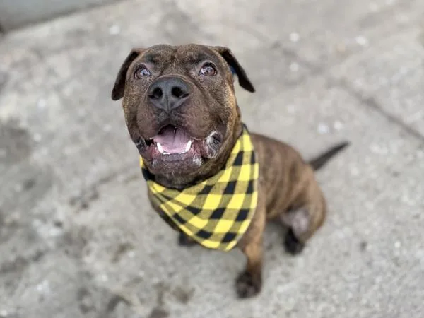 An adult medium-sized male Mixed Breed dog named Hockey for adoption in New York, NY