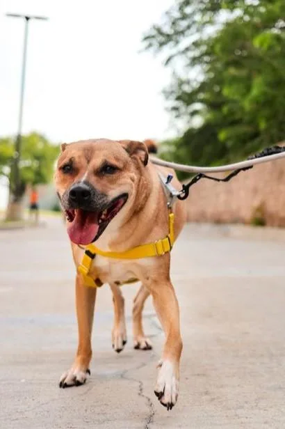 An adult large-sized male Mixed Breed dog named Hendrix for adoption in Dallas, TX