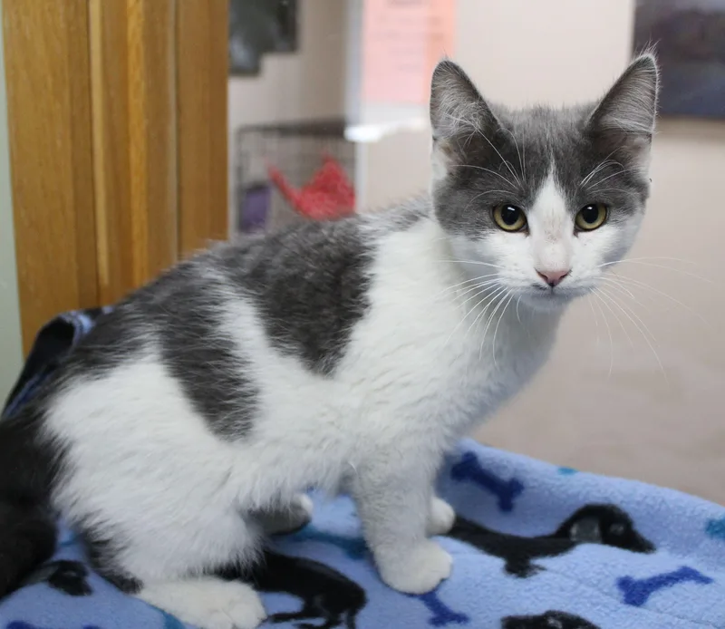 A baby medium-sized male Domestic Short Hair cat named Puddin Pop for adoption in Portage, WI
