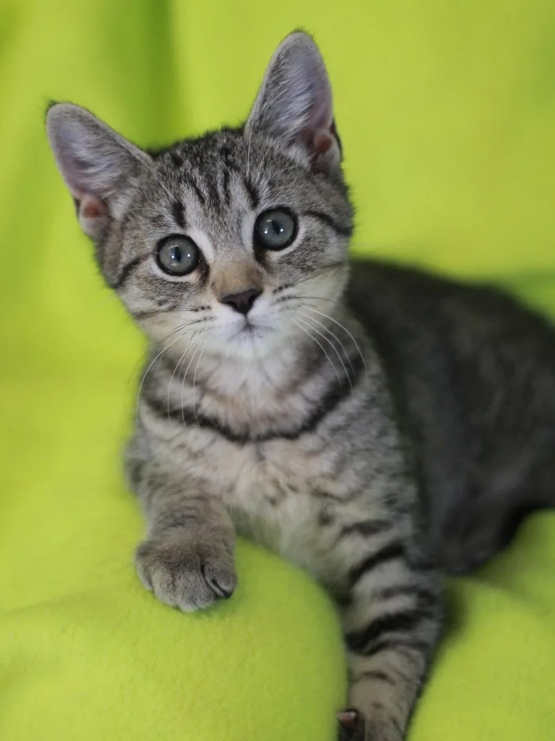 A baby small-sized female Domestic Short Hair cat named Bruna for adoption in Cookeville, TN