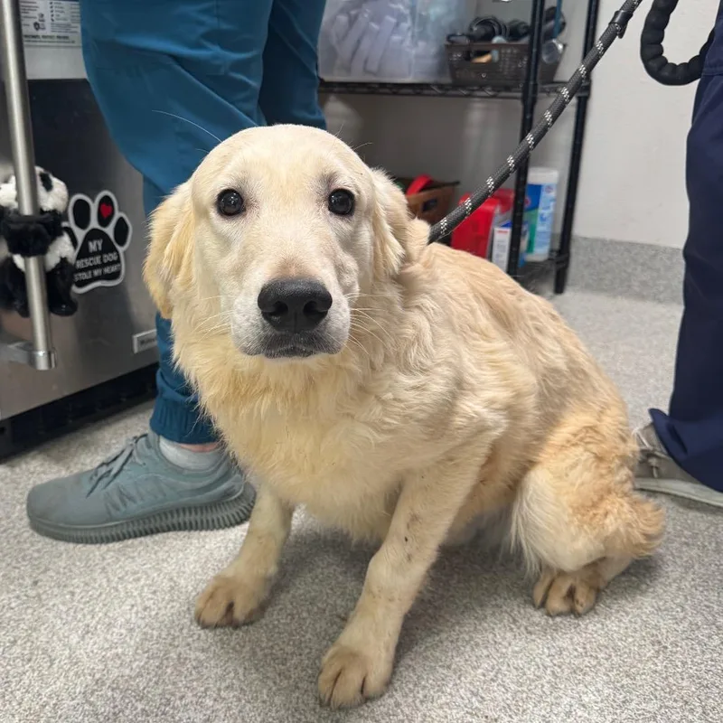 An adult medium-sized male Golden Retriever dog named Hitch for adoption in Englewood, FL