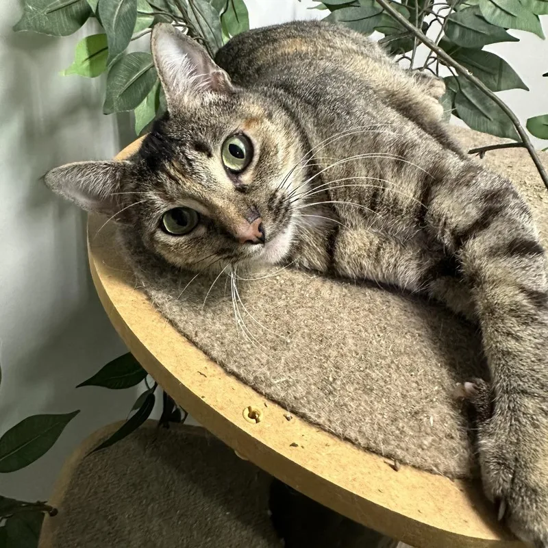 Roxie Roxanne thumbnail 2