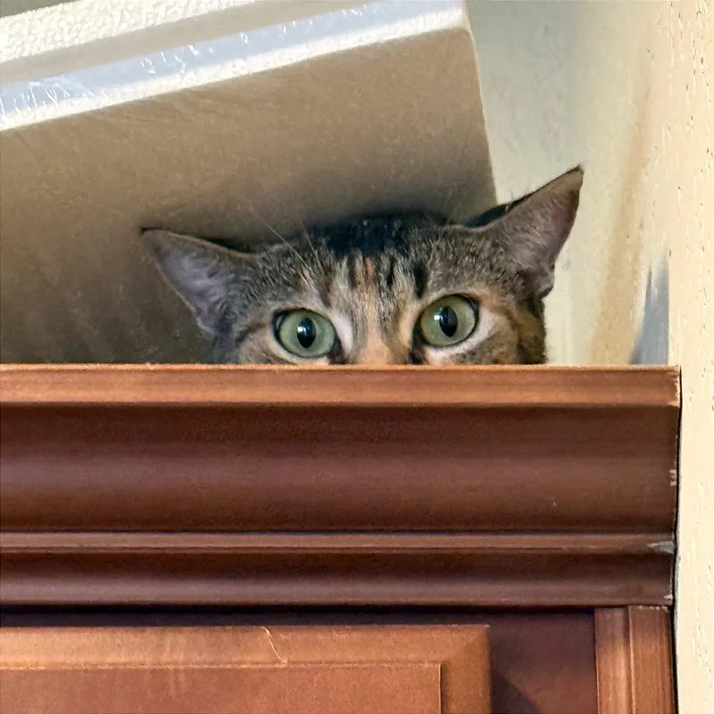 Roxie Roxanne thumbnail 3