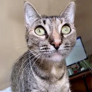 Roxie Roxanne thumbnail 4