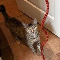 Roxie Roxanne thumbnail 5