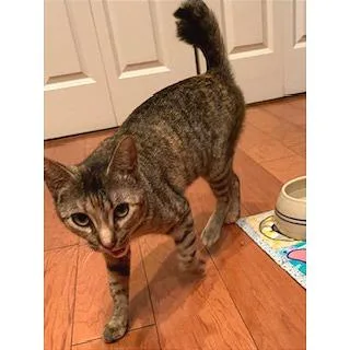 Roxie Roxanne thumbnail 6