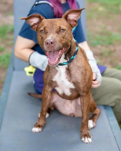 An adult medium-sized female Mixed Breed dog named Lisa for adoption in Chamblee, GA