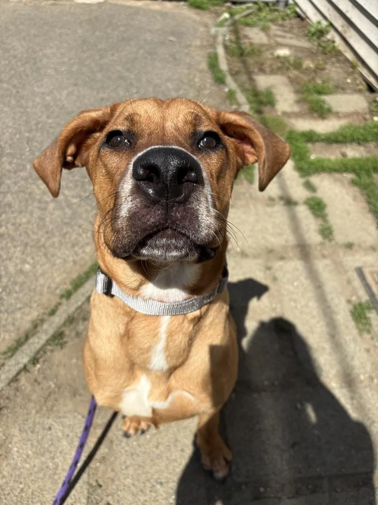 A baby large-sized female White / Cream Great Dane dog named Fruit Splash for adoption in Brewster , NY
