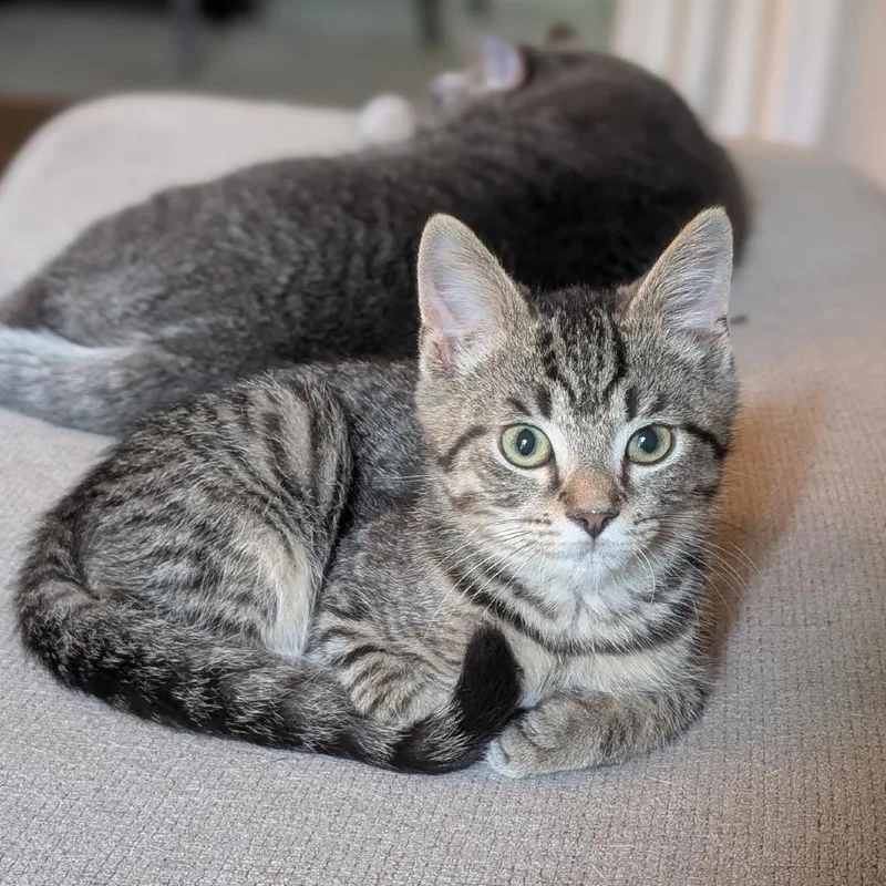 A baby small-sized male Brown / Chocolate Domestic Short Hair cat named Kaladin for adoption in Fairfax Station, VA
