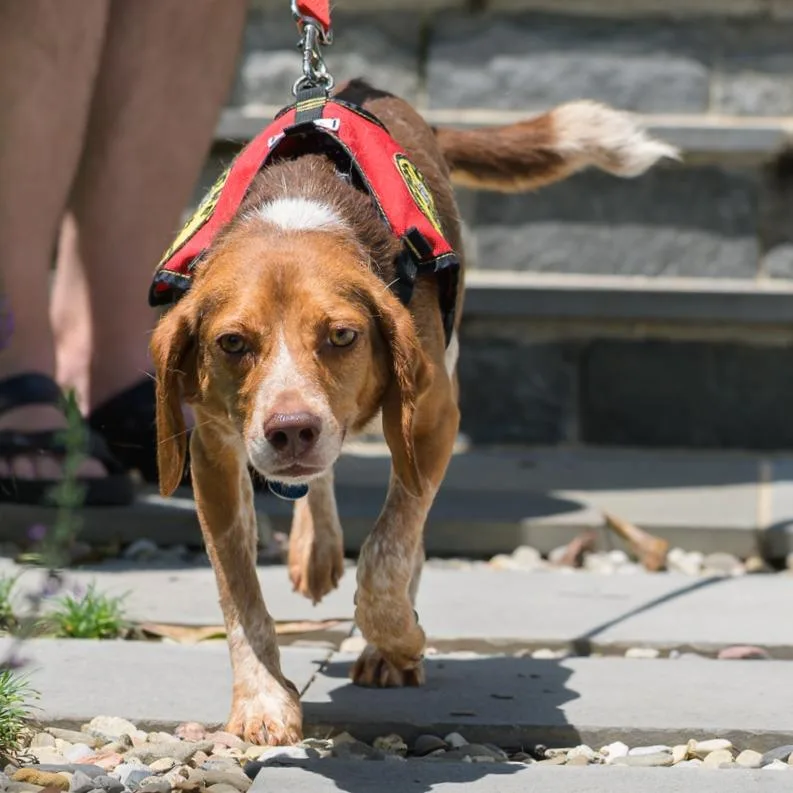An adult small-sized male Brown / Chocolate Beagle dog named Phineas for adoption in Washington, DC