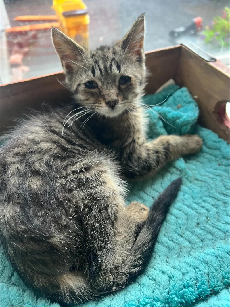 A baby medium-sized male Tabby (Brown / Chocolate) Domestic Short Hair cat named Millikan for adoption in Lemoyne, PA
