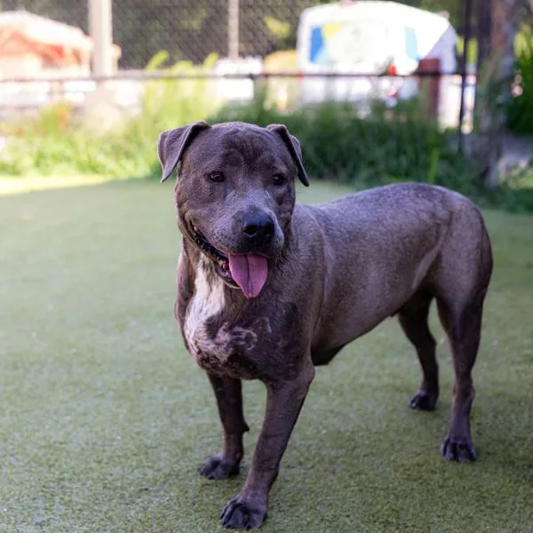 An adult medium-sized female Pit Bull Terrier dog named Pen Muffin for adoption in Lawrenceville, GA