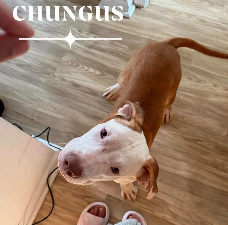 Chungus thumbnail 6