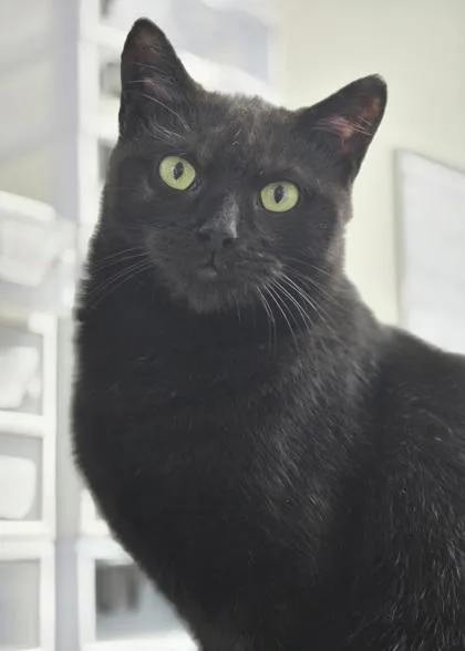 An adult medium-sized female Domestic Short Hair cat named Noxy for adoption in Batavia, OH