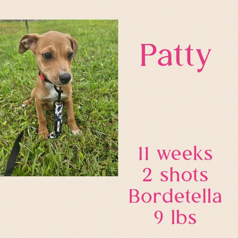 Patty