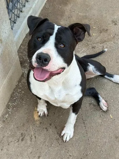 An adult large-sized female Pit Bull Terrier dog named Maemae for adoption in Riverside, CA