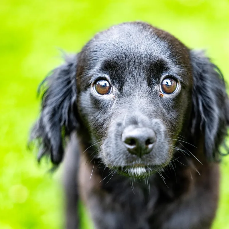 A baby small-sized male Black Mixed Breed dog named Warrior for adoption in Naperville, IL