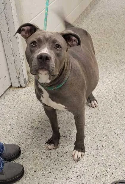 An adult large-sized female Pit Bull Terrier dog named Minka for adoption in Kansas City, MO