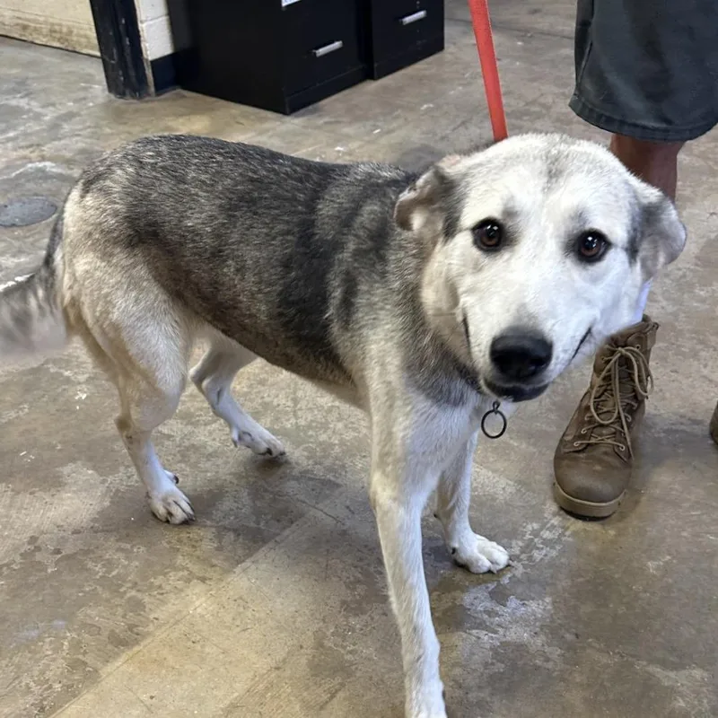 An adult medium-sized male Black Siberian Husky dog named Turn for adoption in Corinth, MS