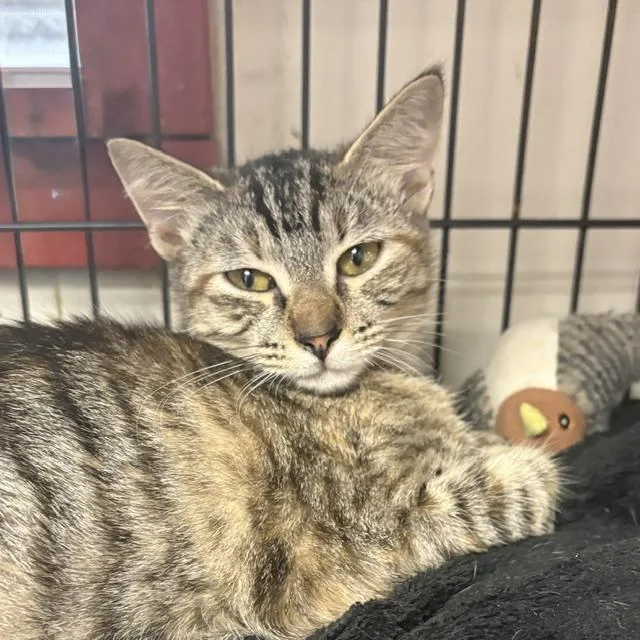 A young medium-sized female Tabby (Brown / Chocolate) Tabby cat named Avery for adoption in Porter, TX