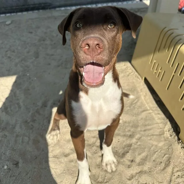 A young medium-sized male Pit Bull Terrier dog named Jelly Bean for adoption in Thousand Palms, CA
