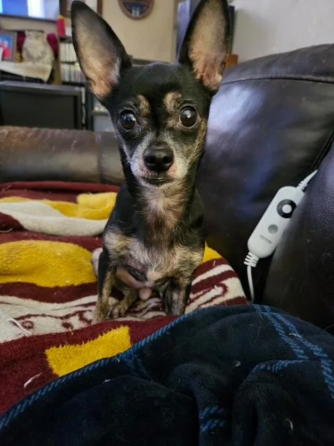 An adult small-sized female Black Chihuahua dog named Penny for adoption in Henderson, KY