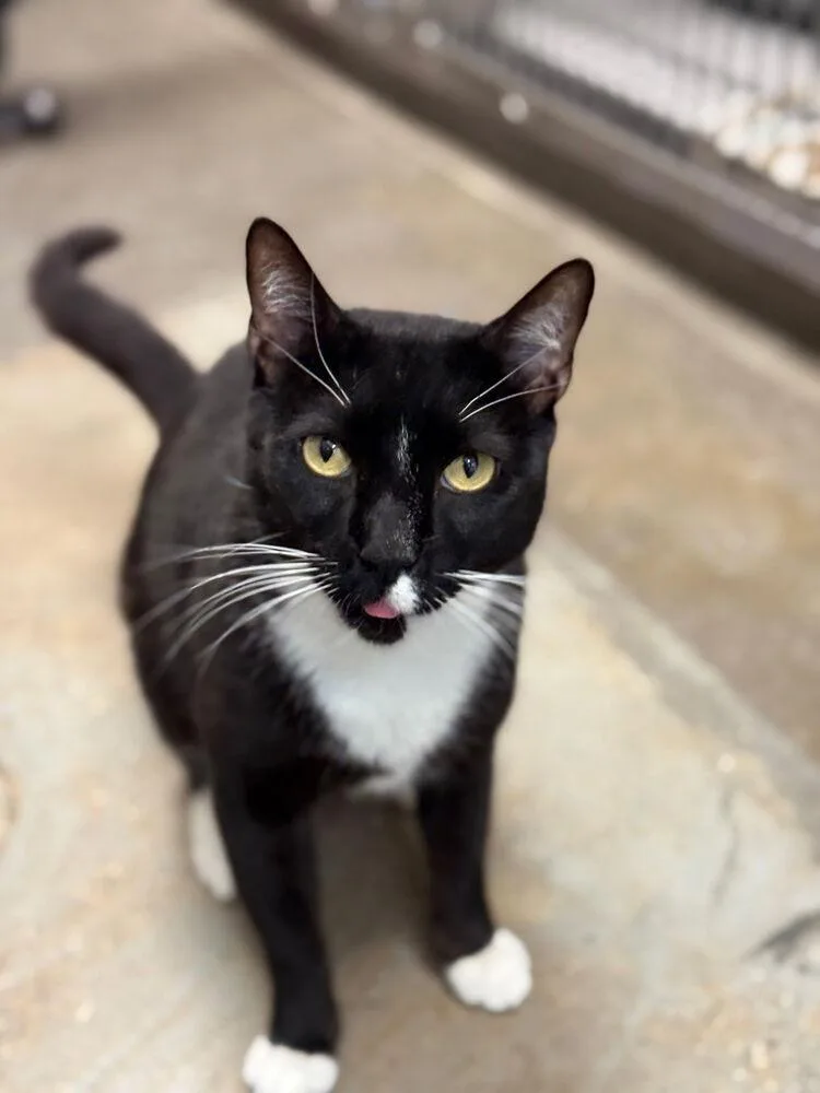 A young medium-sized male Domestic Short Hair cat named Biscuit No Chip for adoption in Dallas, TX