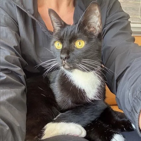 An adult medium-sized female Black Domestic Short Hair cat named Banana Bread for adoption in Durham, NC