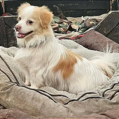 Prince