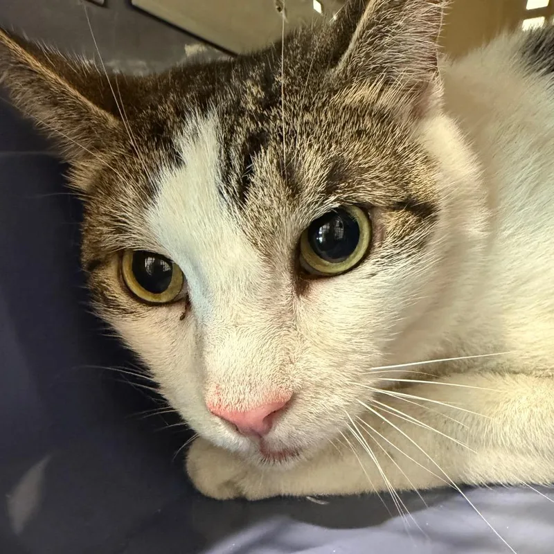 An adult large-sized male Gray / Blue / Silver Domestic Short Hair cat named Jovie for adoption in Tampa, FL