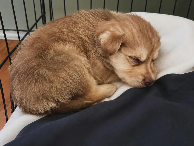 A baby medium-sized male Brown / Chocolate Shepherd dog named Kodiak for adoption in Thornton, CO