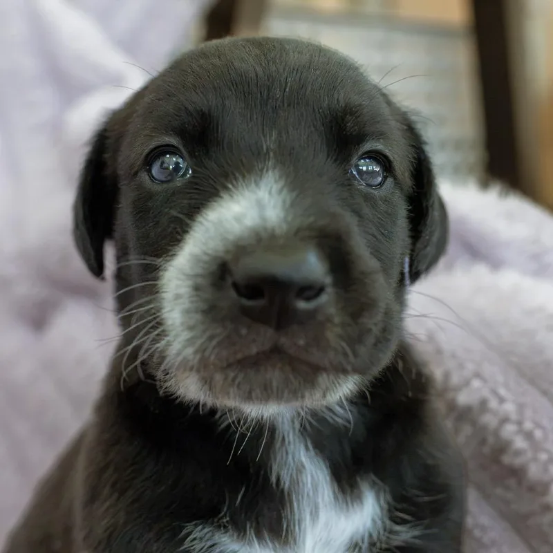 A baby medium-sized female Black Australian Cattle Dog / Blue Heeler dog named Sky for adoption in Chapel Hill, NC