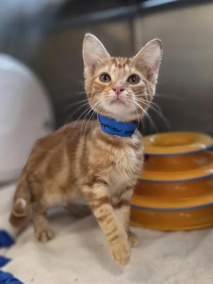 A baby small-sized male Domestic Short Hair cat named Compactor for adoption in Westland, MI