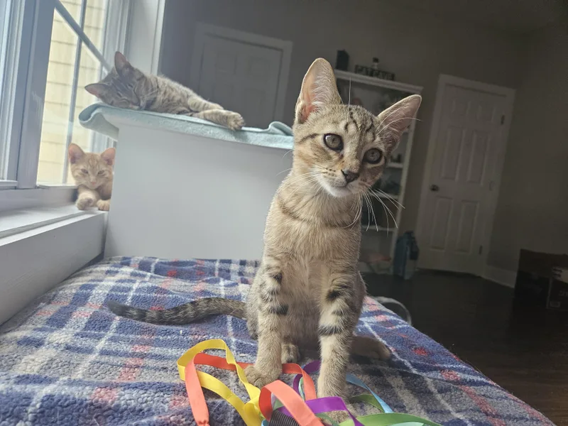 A baby medium-sized male Tabby (Brown / Chocolate) Tabby cat named River for adoption in Wilmington, NC