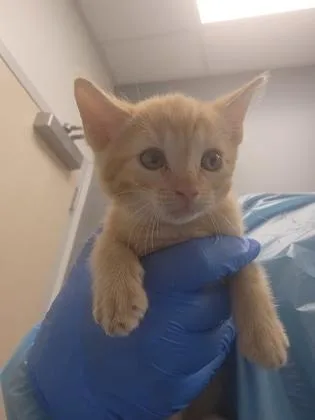A baby small-sized male Domestic Short Hair cat named Football for adoption in Roseville, CA